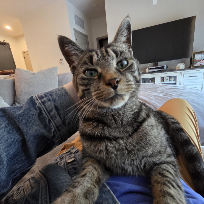 Experienced Cat Sitter  Former Vet Tech
