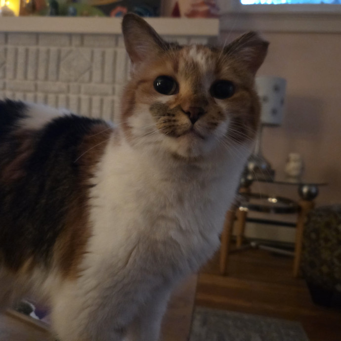 Experienced Cat Sitter  Former Vet Tech
