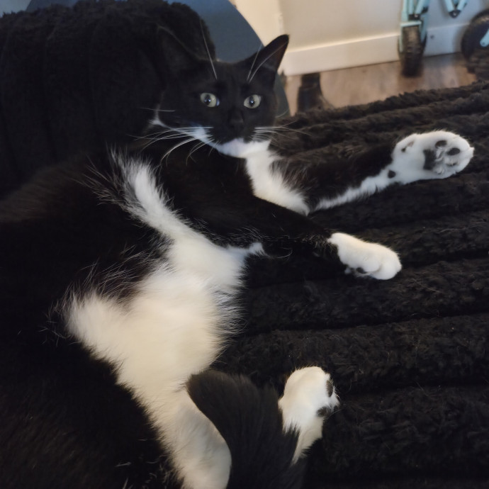 Experienced Cat Sitter  Former Vet Tech