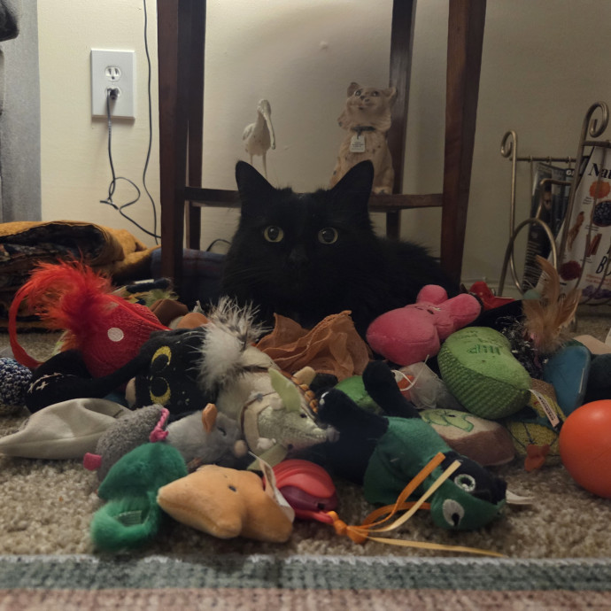Experienced Cat Sitter  Former Vet Tech