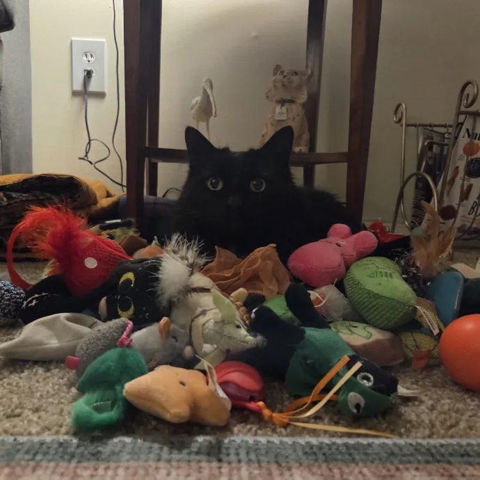 Experienced Cat Sitter  Former Vet Tech