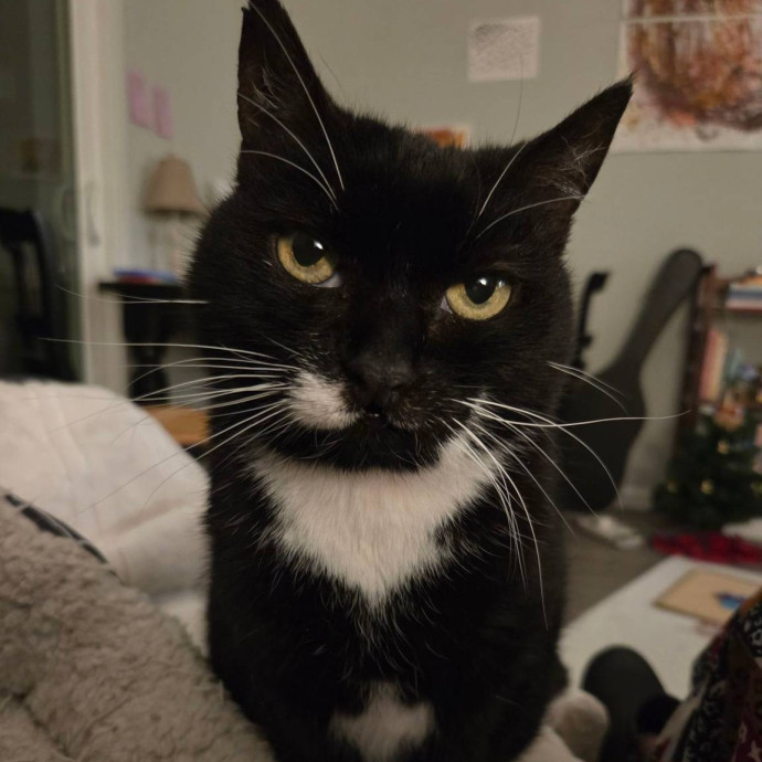 Experienced Cat Sitter  Former Vet Tech