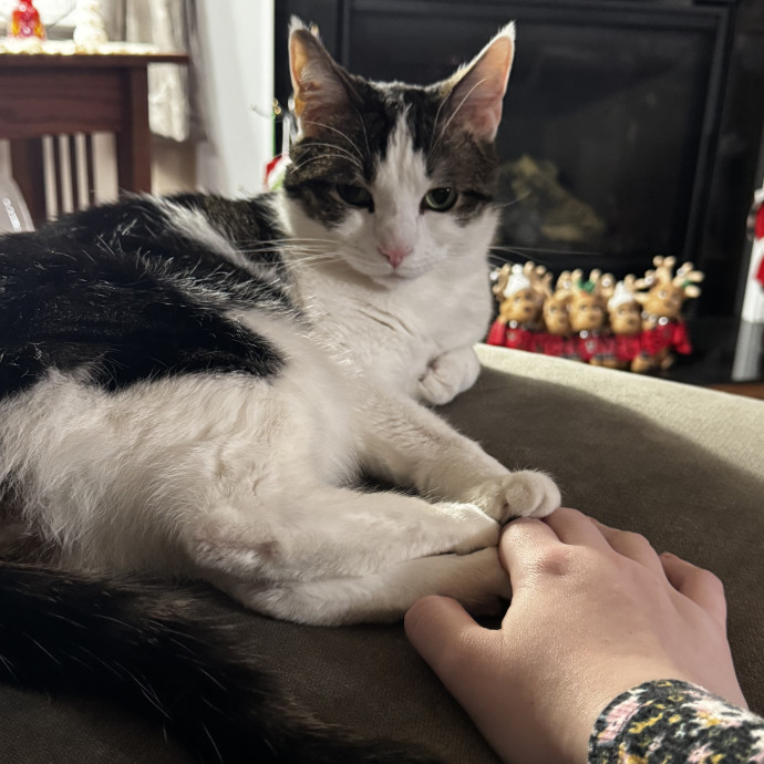 Experienced Cat Sitter  Former Vet Tech