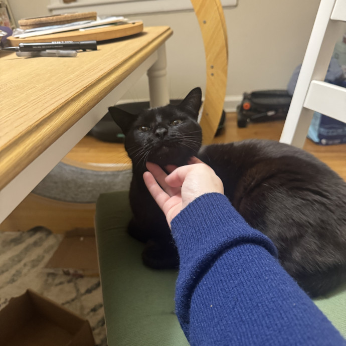 Experienced Cat Sitter  Former Vet Tech