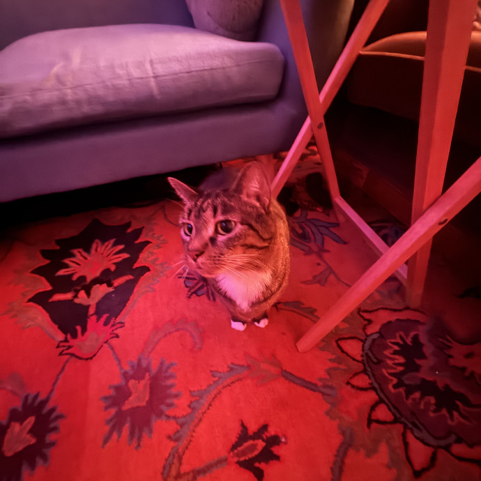 Experienced Cat Sitter  Former Vet Tech