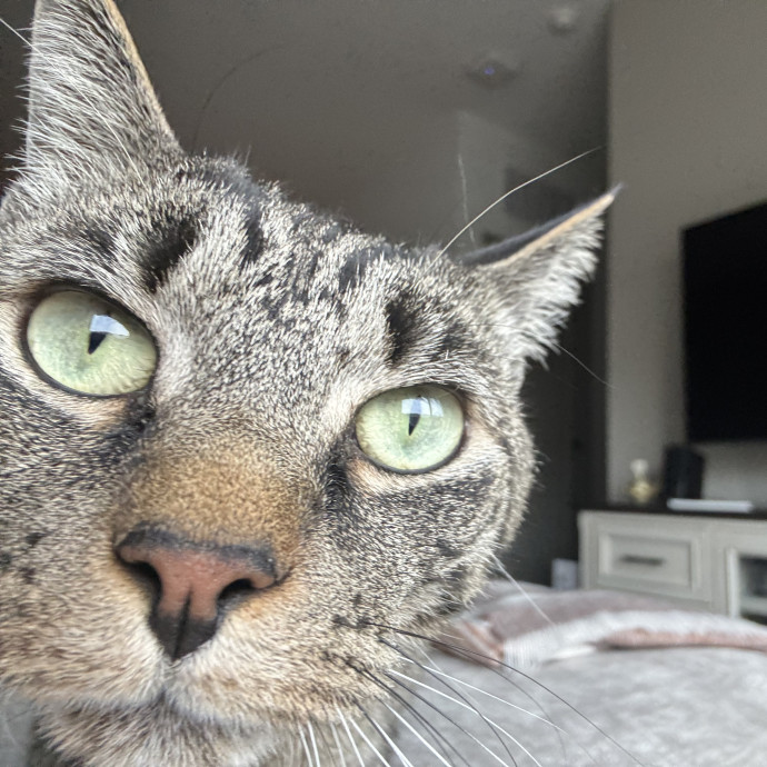 Experienced Cat Sitter  Former Vet Tech