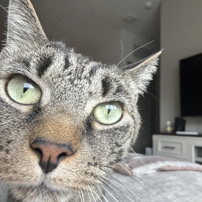 Experienced Cat Sitter  Former Vet Tech