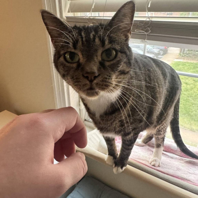 Experienced Cat Sitter  Former Vet Tech