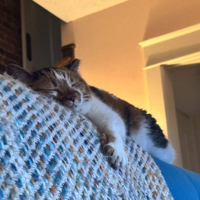 Experienced Cat Sitter  Former Vet Tech