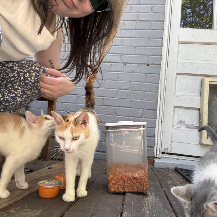 Experienced Cat Sitter  Former Vet Tech