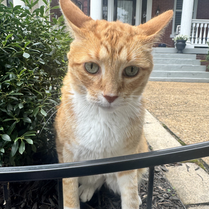 Experienced Cat Sitter  Former Vet Tech