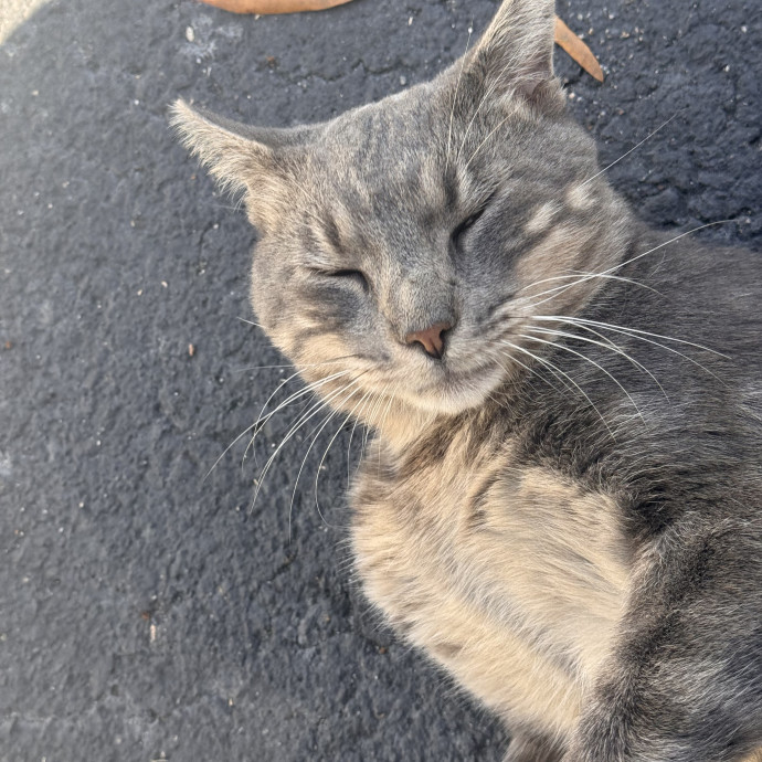 Experienced Cat Sitter  Former Vet Tech