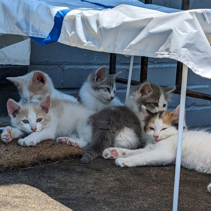 Experienced Cat Sitter  Former Vet Tech
