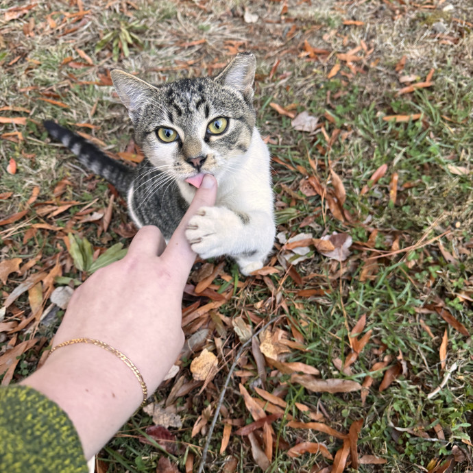 Experienced Cat Sitter  Former Vet Tech