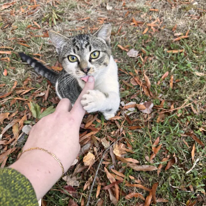 Experienced Cat Sitter  Former Vet Tech