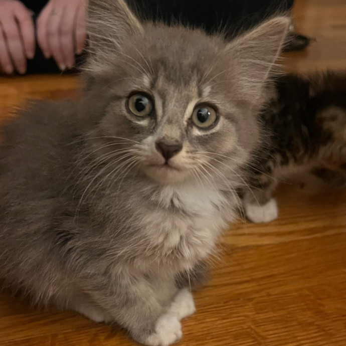 Experienced Cat Sitter  Former Vet Tech