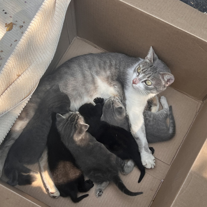 Experienced Cat Sitter  Former Vet Tech