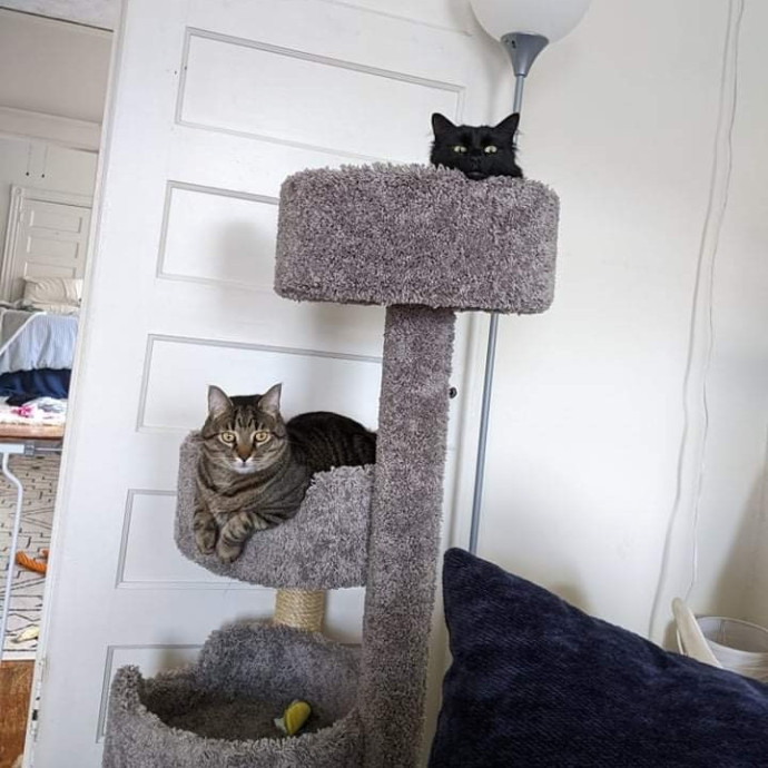 Experienced Cat Sitter  Former Vet Tech photo 2