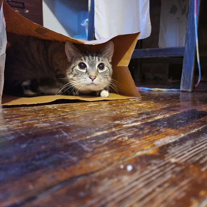Sharon Love Cat Care