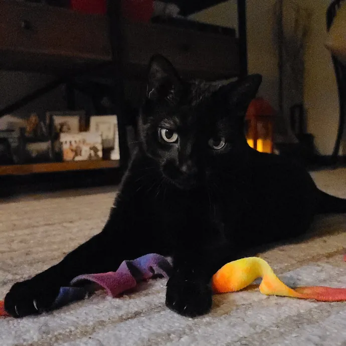 Sharon Love Cat Care