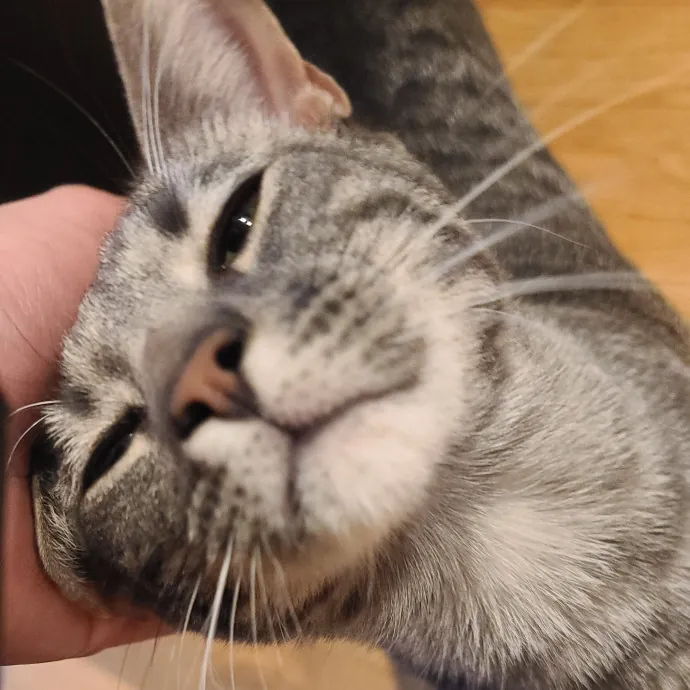 Sharon Love Cat Care