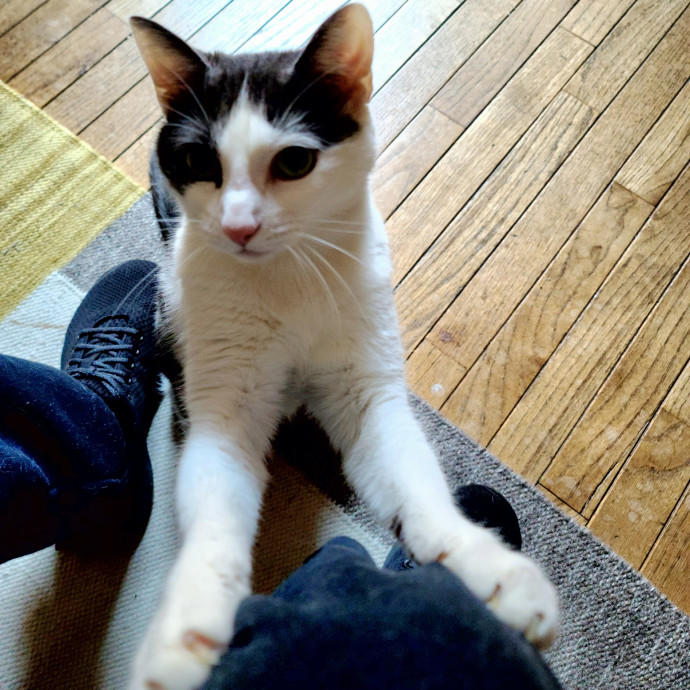 Sharon Love Cat Care