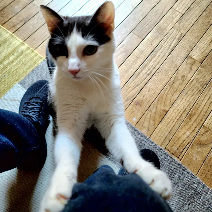 Sharon Love Cat Care