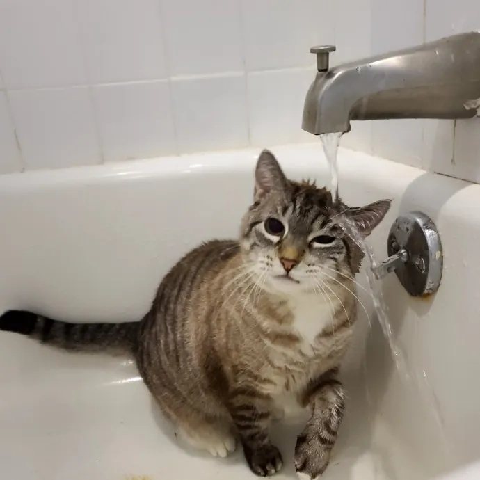 Sharon Love Cat Care