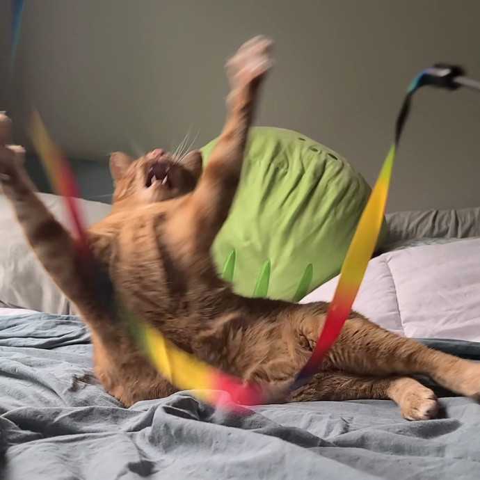 Sharon Love Cat Care
