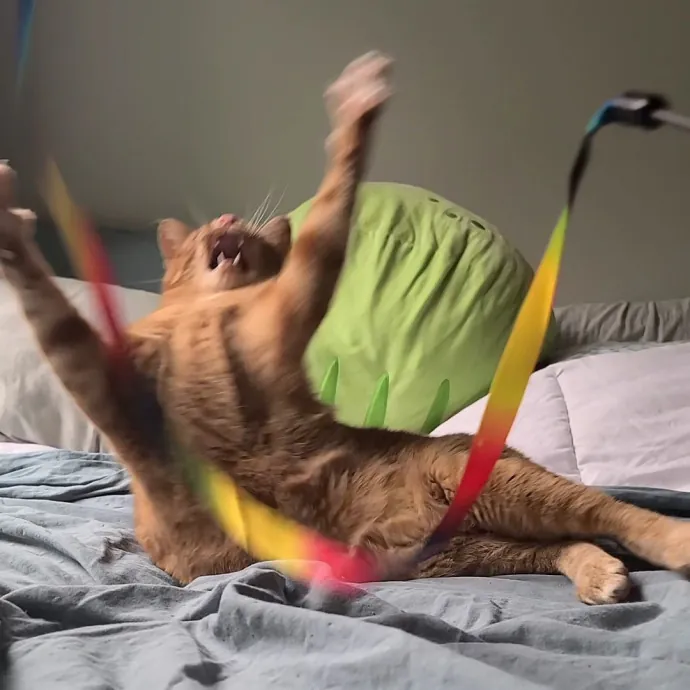 Sharon Love Cat Care
