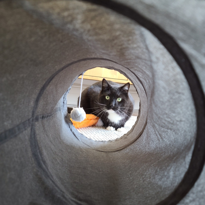 Sharon Love Cat Care