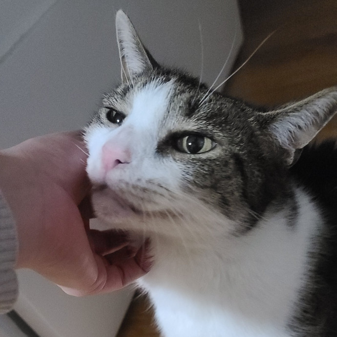 Sharon Love Cat Care
