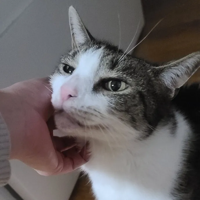 Sharon Love Cat Care