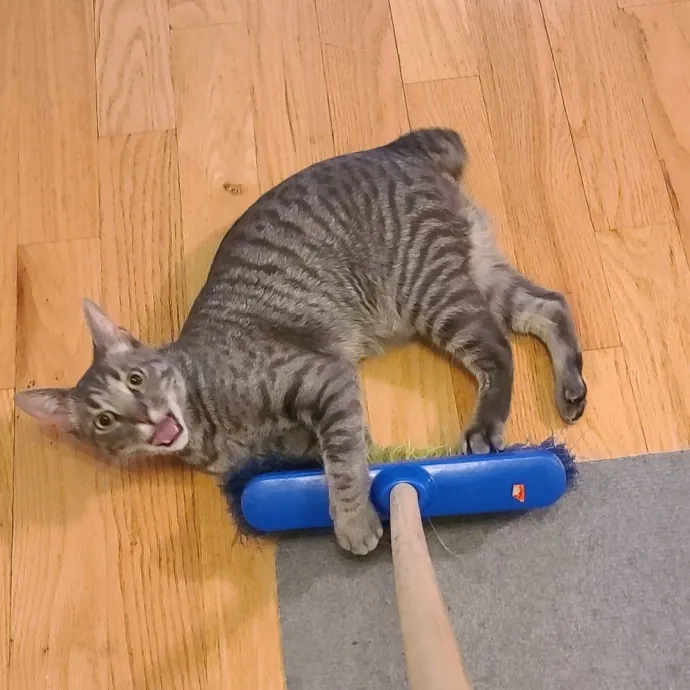 Sharon Love Cat Care