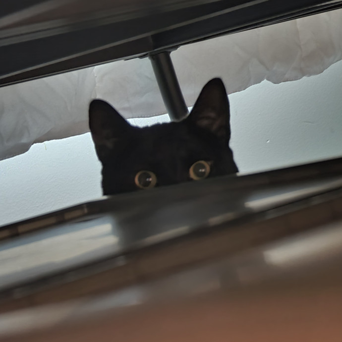 Sharon Love Cat Care