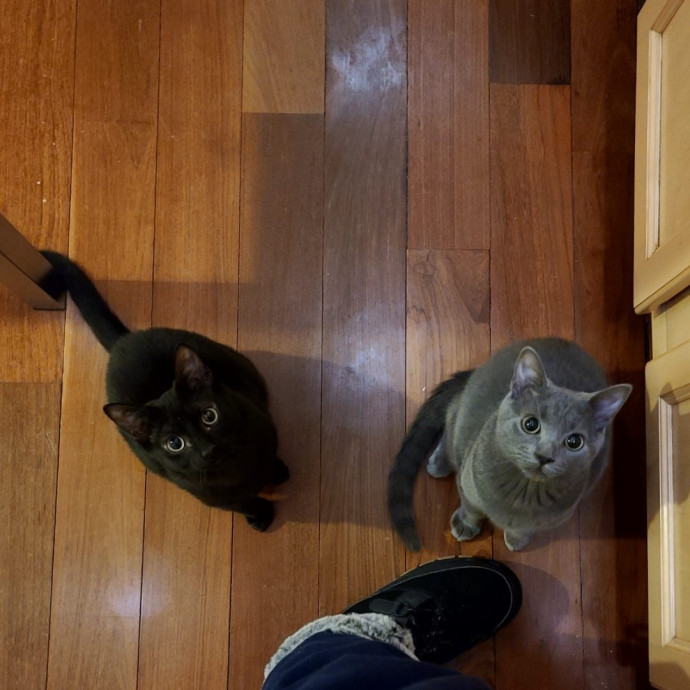 Sharon Love Cat Care