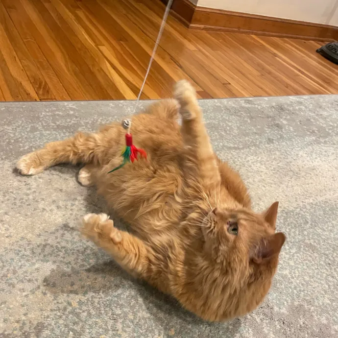 Mad's Meowtastic Cat Sitting Columbus