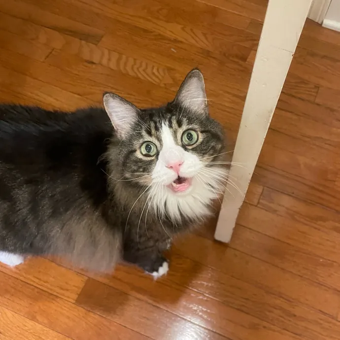 Mad's Meowtastic Cat Sitting Columbus