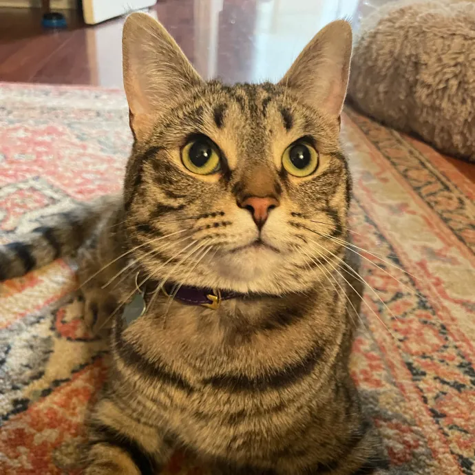 Mad's Meowtastic Cat Sitting Columbus