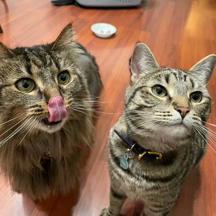 Mad's Meowtastic Cat Sitting Columbus