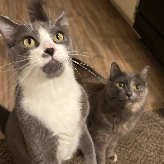 Mad's Meowtastic Cat Sitting Columbus