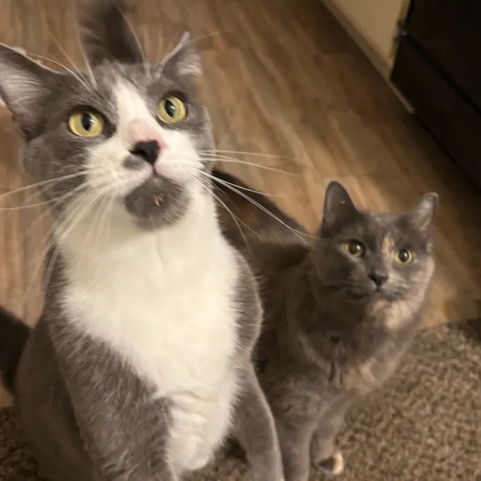 Mad's Meowtastic Cat Sitting Columbus photo 4