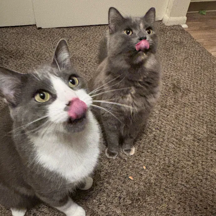 Mad's Meowtastic Cat Sitting Columbus photo 3