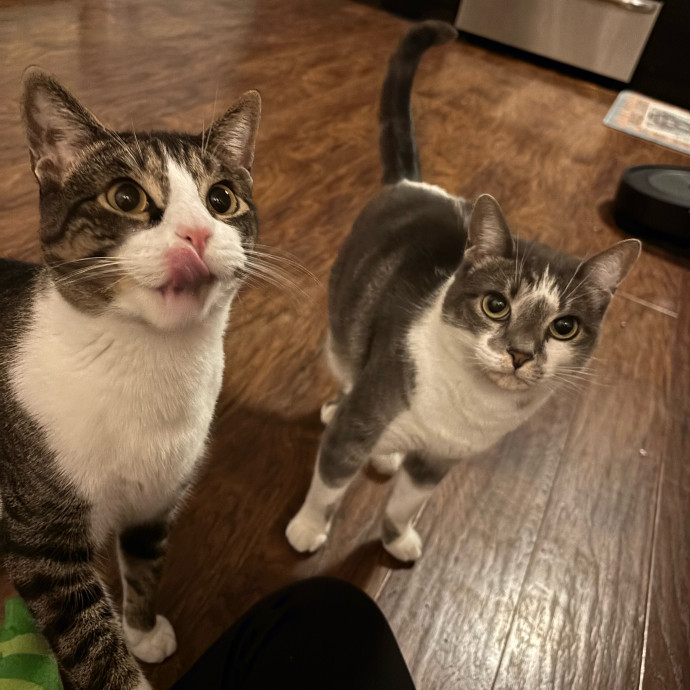 Mad's Meowtastic Cat Sitting Columbus photo 2