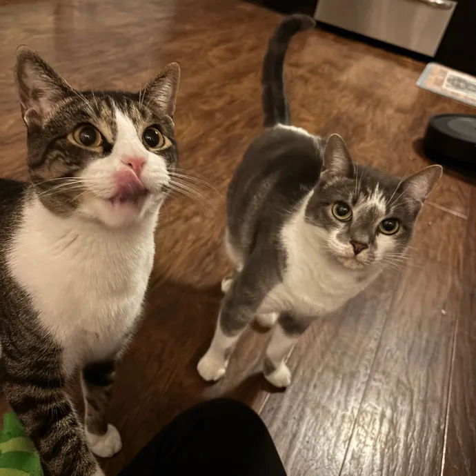 Mad's Meowtastic Cat Sitting Columbus photo 2