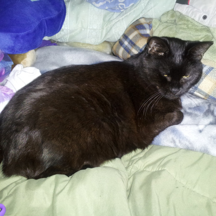 Loving And Experienced Cat Care photo 2