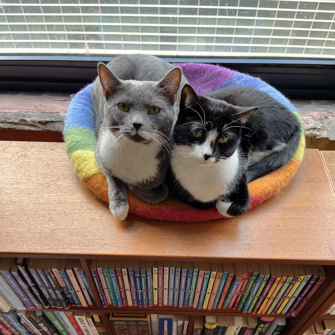 Patient Gentle Cat Sitter