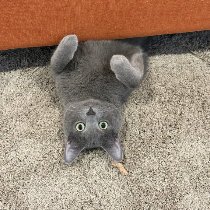 Patient Gentle Cat Sitter