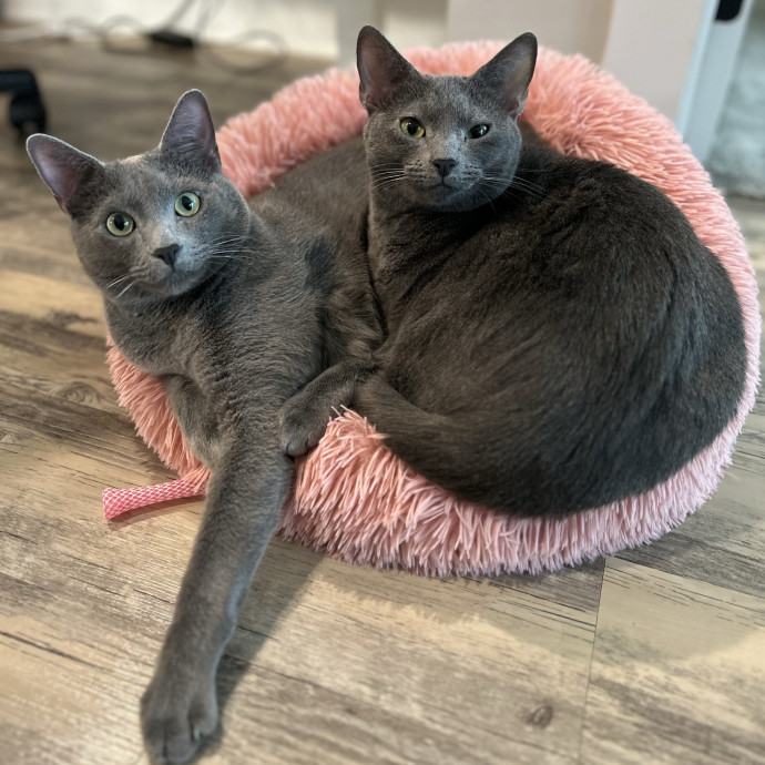 Patient Gentle Cat Sitter photo 2