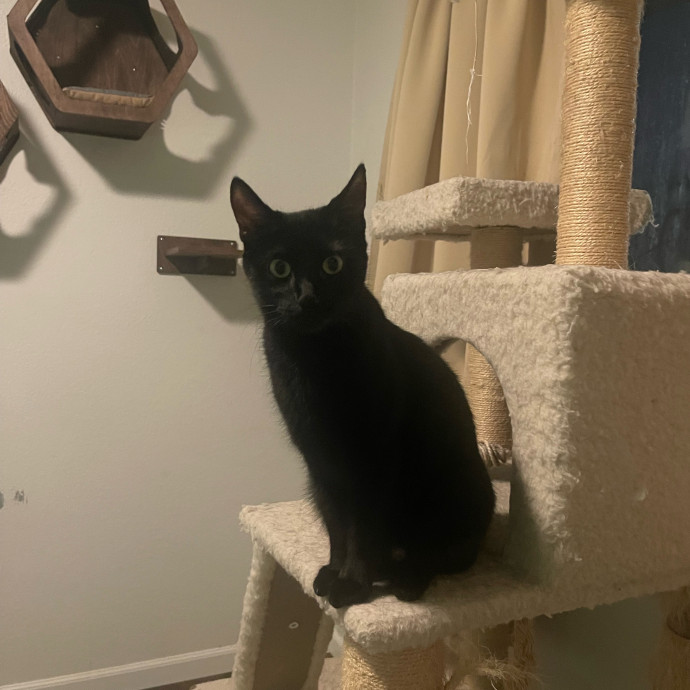 Crazy Cat Mom Of 6 At Your Service